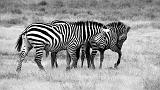 TANZANIA - Ngorongoro Crater - 25 Zebre BN